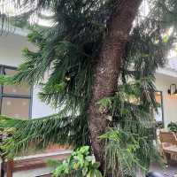 Phuket Cafe mini guide