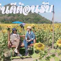 ทานตะวันบานสะพรั่ง