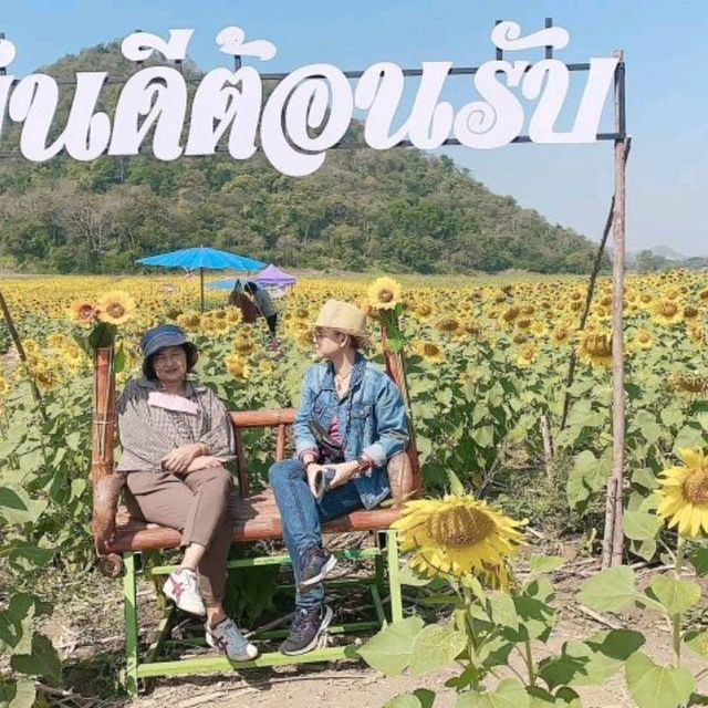 ทานตะวันบานสะพรั่ง