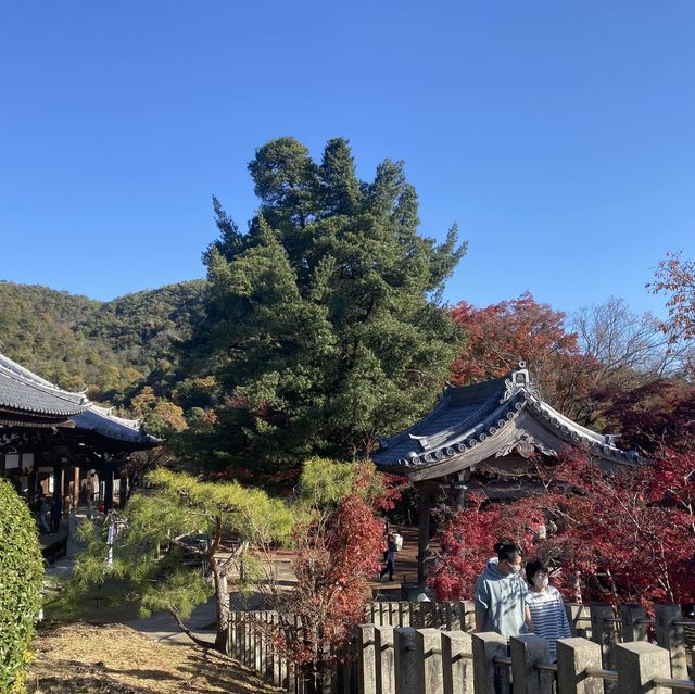 紅葉季看最美犬山市寂光院