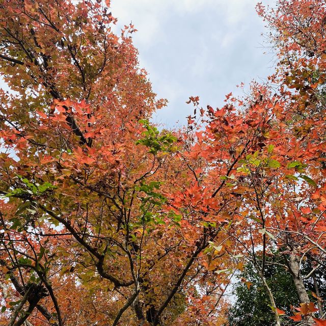 香港行山靚景·三椏村紅葉