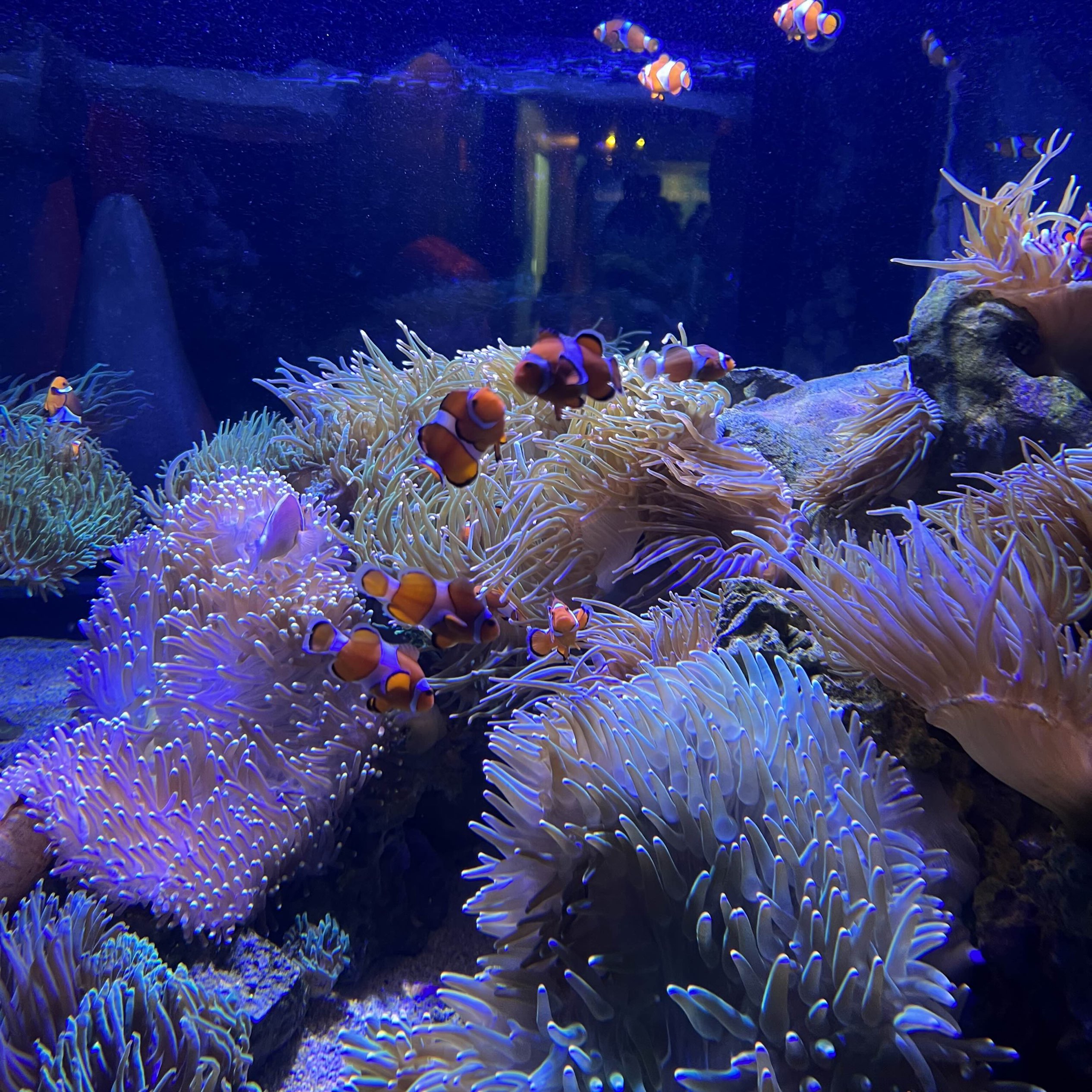 墨爾本水族館的釣魚樂趣 