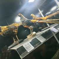 Wow The animal museum