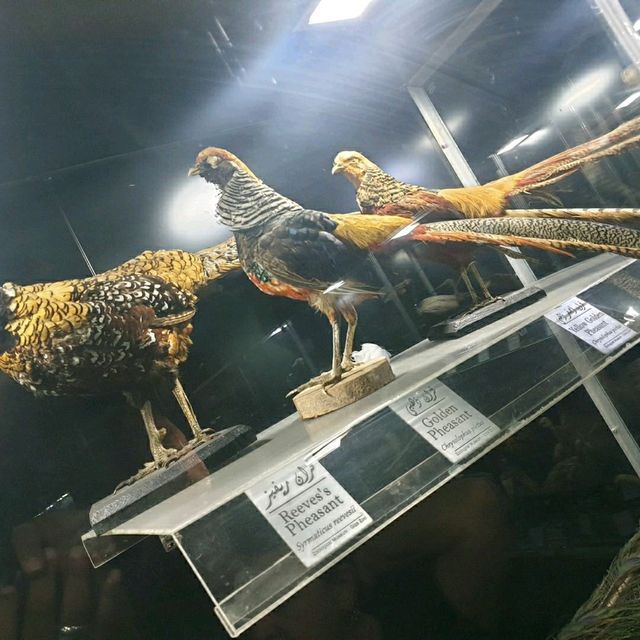 Wow The animal museum