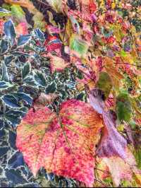 Fall 🍁in London