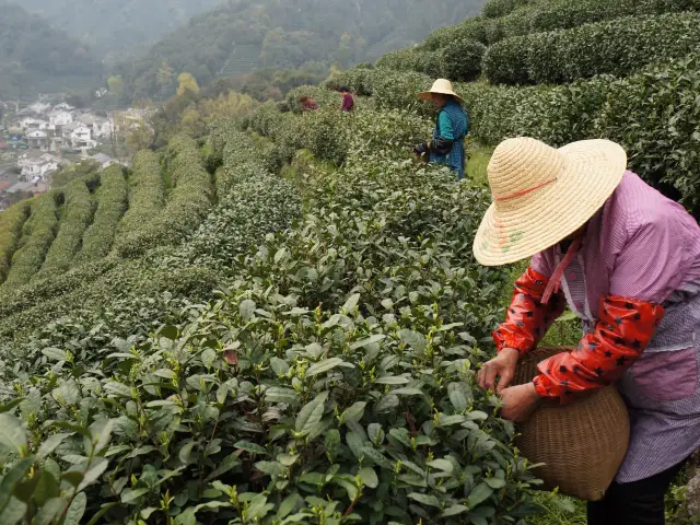 Tea Picking in Hangzhou