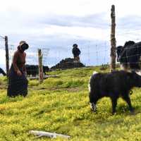 Rape-Blossom on Litang Grassland in Sichuan