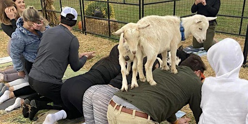Nashville Goat Yoga - Join us on the farm for goat yoga. | 3600 S Hyde Rd, Springfield, TN, USA