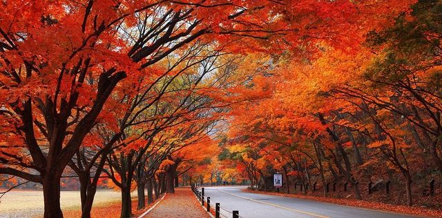 【2024韓國楓葉季】釜山人氣賞楓景點推介：梵魚寺、內藏山國立公園、智異山 | 釜山