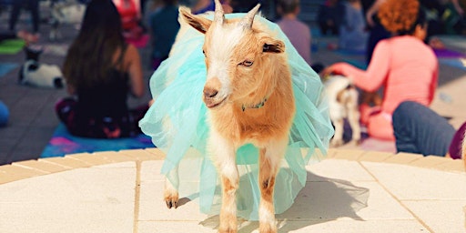 Halloween Costume Goat Yoga Las Colinas! | The Westin Irving Convention Center at Las Colinas