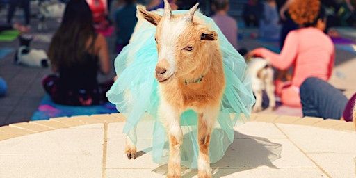 Halloween Costume Goat Yoga Las Colinas! | The Westin Irving Convention Center at Las Colinas