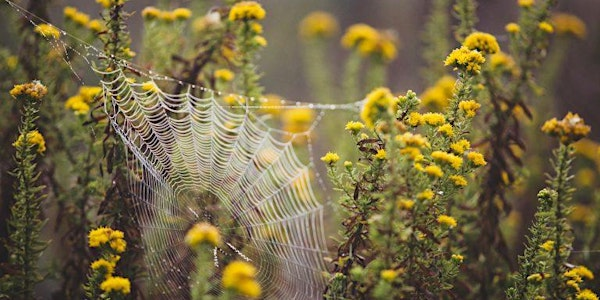 Ancestral Twine ~ unbinding the past, healing forward, 2 day workshop | Redbrook Village Hall