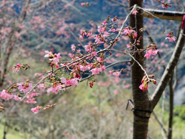 新竹司馬庫斯部落-櫻花谷、碎石坡、落羽松