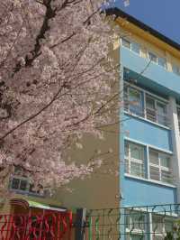 🌸만개한 4월 초의 전농로 왕벚꽃거리🌸