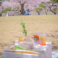 🌸벚꽃아래서 피크닉하기 좋은곳 [경주, 화랑의언덕]🌸