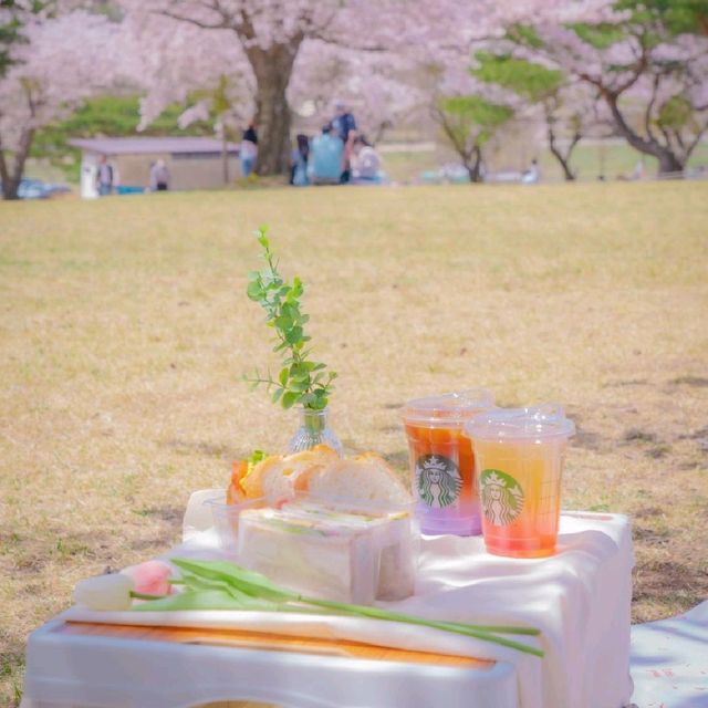 🌸벚꽃아래서 피크닉하기 좋은곳 [경주, 화랑의언덕]🌸