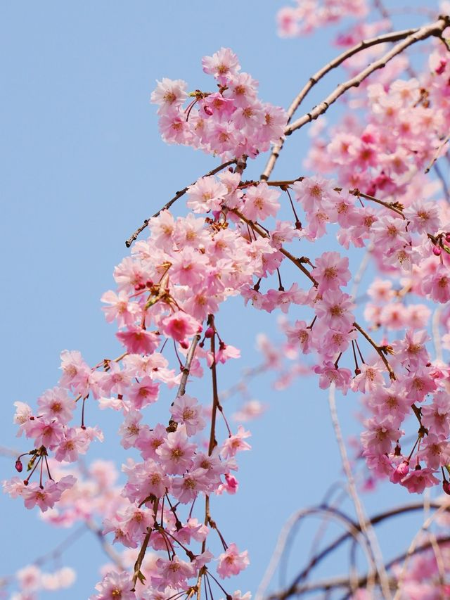 따뜻한 봄에 석촌호수에서 벚꽃산책🌸
