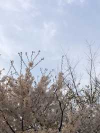 서울 벚꽃 명소인 서울숲🌸