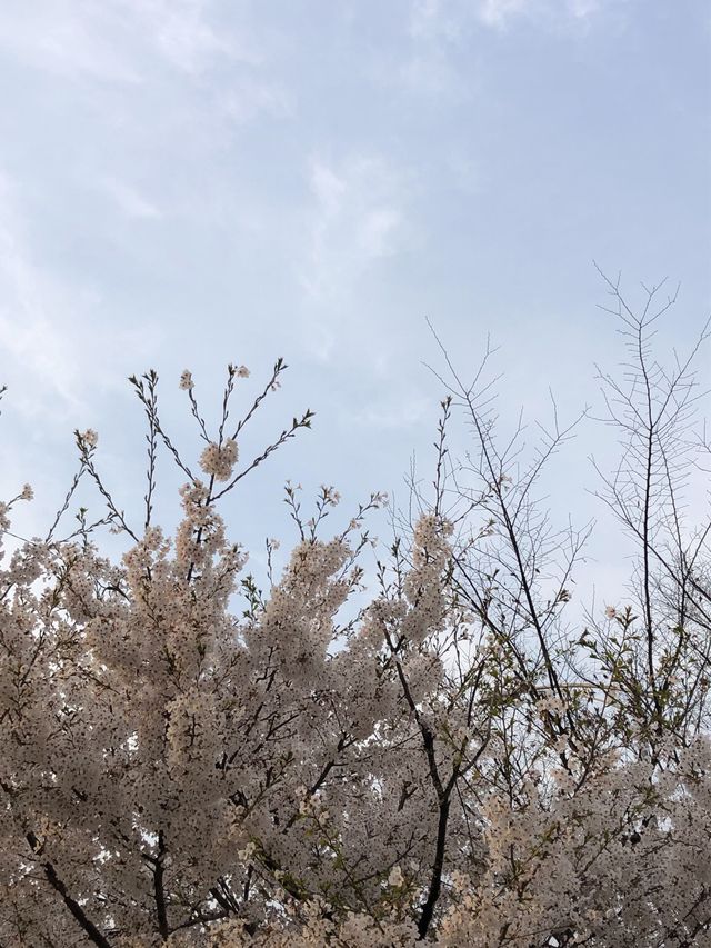 서울 벚꽃 명소인 서울숲🌸