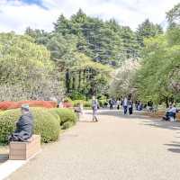 はるの新宿御苑のツツジ畑