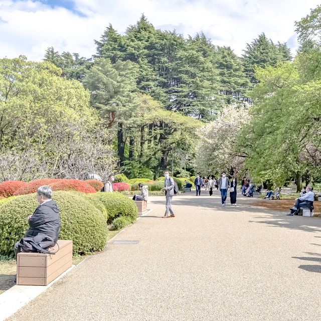 はるの新宿御苑のツツジ畑