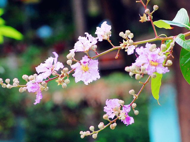 城門谷公園荷花池