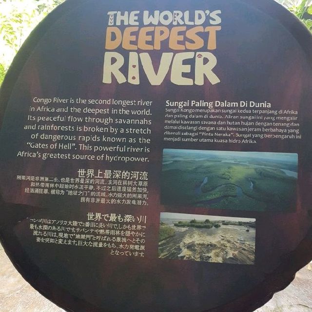 See baby panda Le Le at River Wonders!
