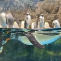 海洋公園生日慢遊