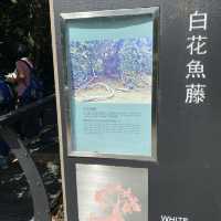 親子行山好去處👣 烏絞騰->三亞村->荔枝窩