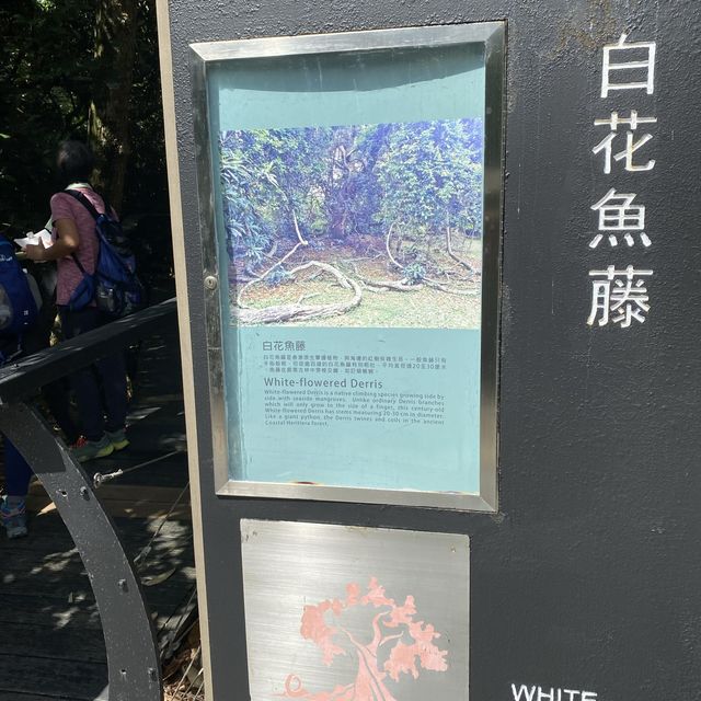 親子行山好去處👣 烏絞騰->三亞村->荔枝窩