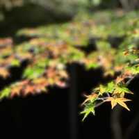 【太宰府】竈門神社の紅葉ライトアップ🍁
