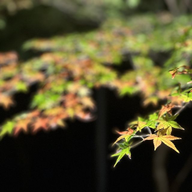 【太宰府】竈門神社の紅葉ライトアップ🍁