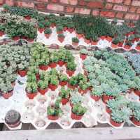 Cactus 🌵 Lover loved this! 😍