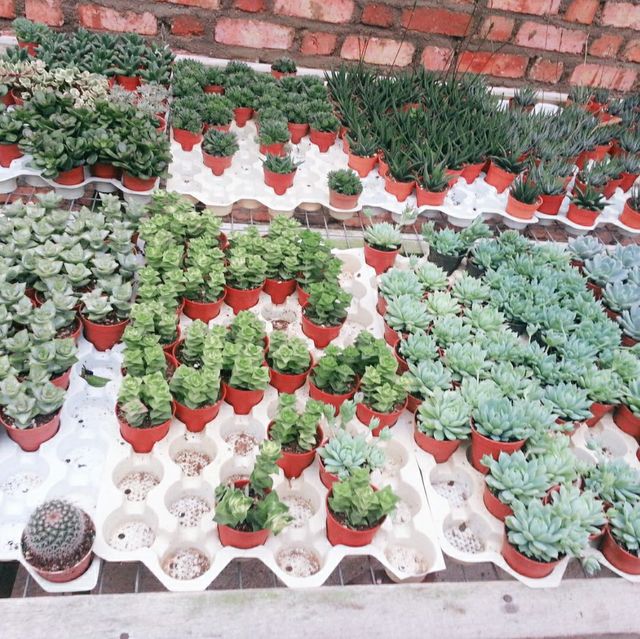 Cactus 🌵 Lover loved this! 😍