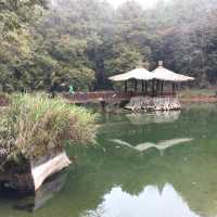 台灣阿里山看日出（第一次登山便看到）