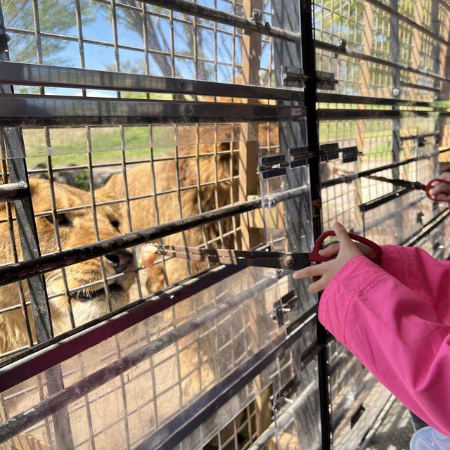 親子旅遊必到景點 - 九州自然動物園
