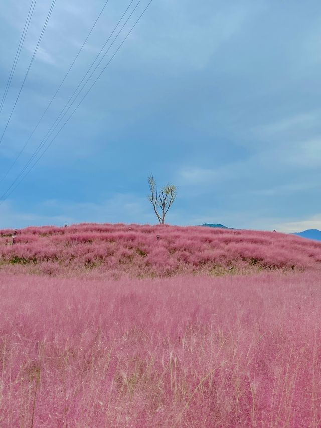 숨은 핑크 뮬리 맛집, 합천 신소양체육공원💕