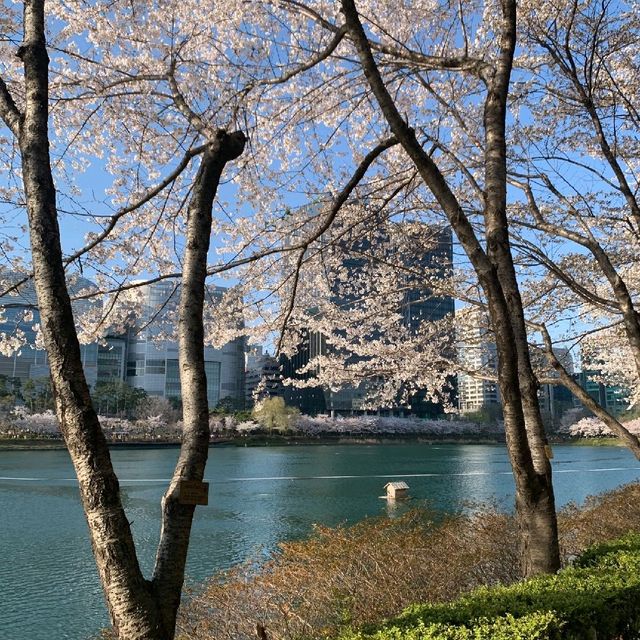 서울의 벚꽃 명소하면 빠질 수 없는 🌸석촌호수🌸