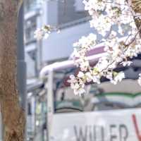 麻布十番駅近くの大通りの桜