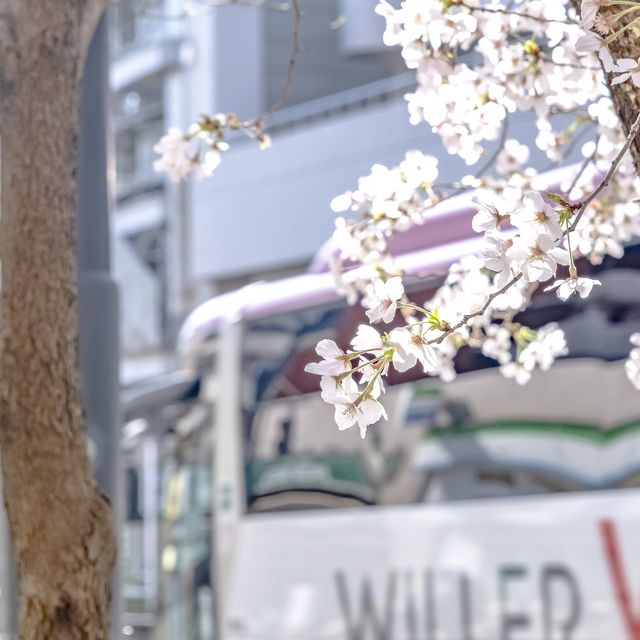 麻布十番駅近くの大通りの桜