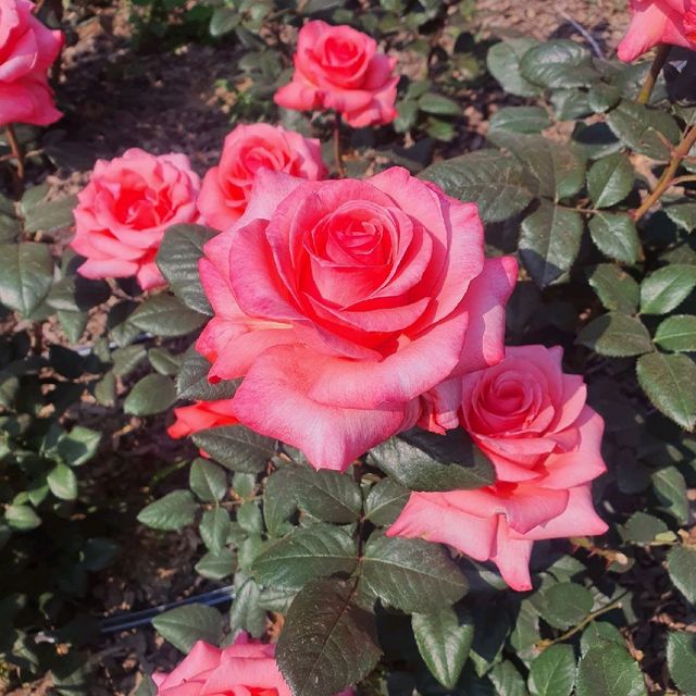 부천 도당산 백만송이 장미축제🌹