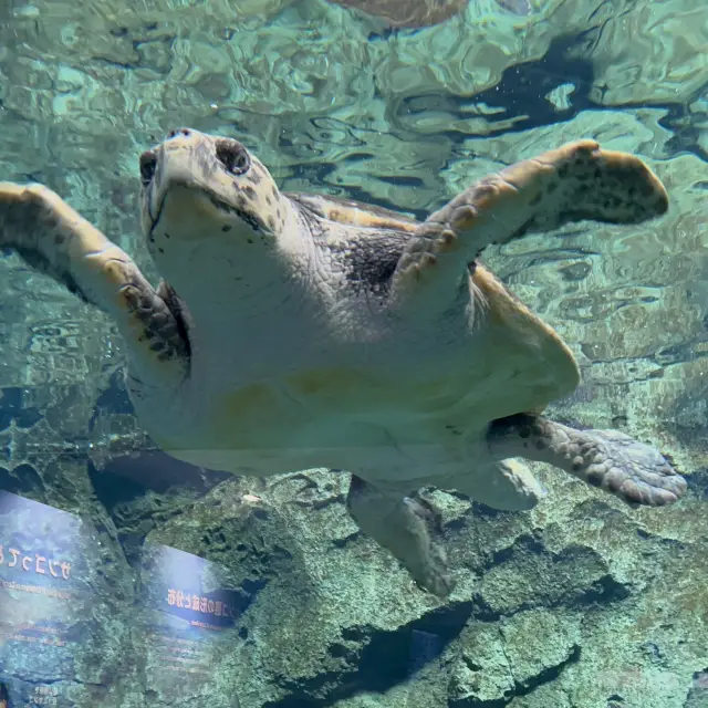 名古屋港水族館🐟