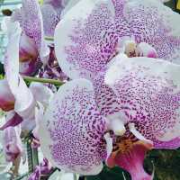 National Orchid Garden Singapore