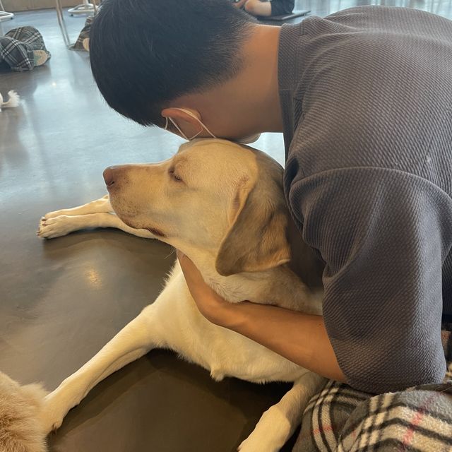 카페몽몽 🐶 댕댕이들과 힐링하기