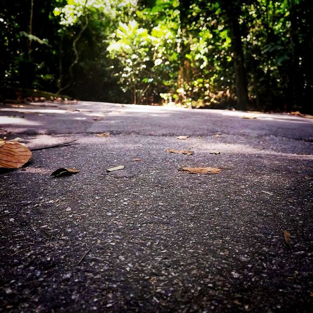 A Weekend Hike in Macritchie Trial 