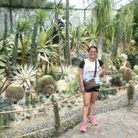 The Great Safari Experience