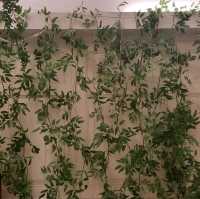 翠雅山房城市綠洲