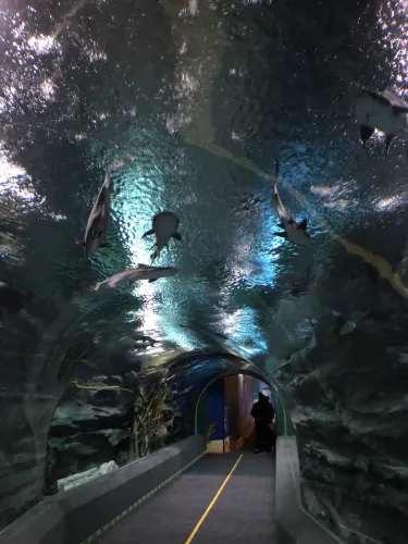 樂天世界水族館|首爾樂天世界🎢|童真之地|絕對適合成人|part2