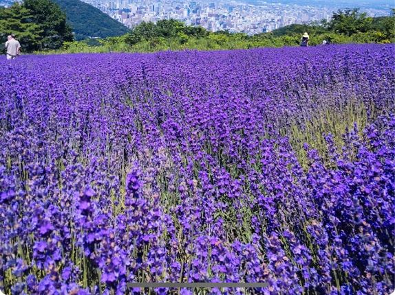 ラベンダー園　札幌