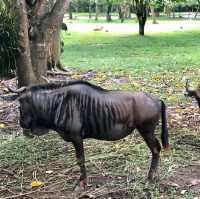 印尼峇里島野生動物園
